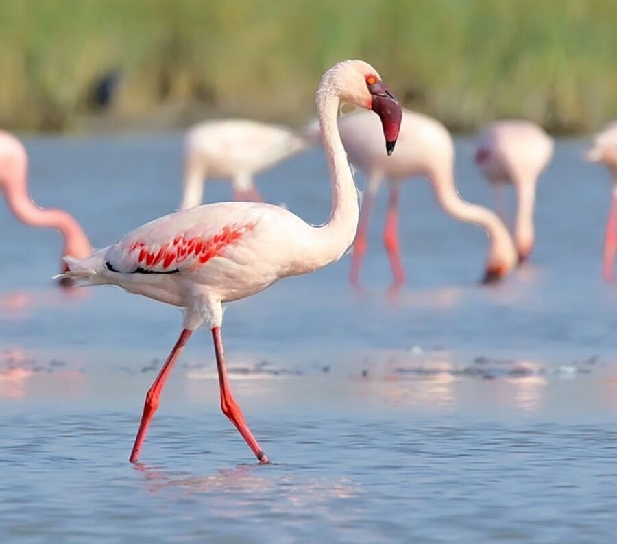 KUMANA NATIONAL PARK